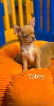 Čivava krátkosrstá s PP - 4