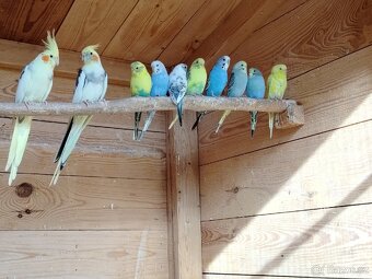 Andulka Vlnkovaná - 4