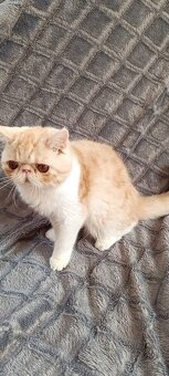 Exotická a perská koťata - 4