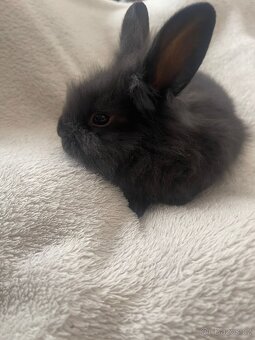 Prodám zakrslé králíčky - 4