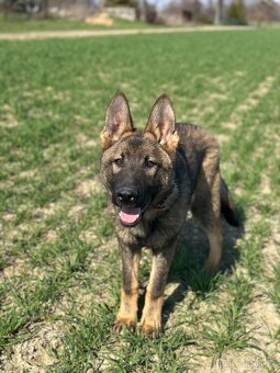 Německý ovčák - 4