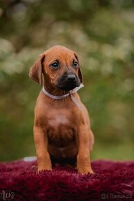 Prodej Rhodesian Ridgeback s PP - 4