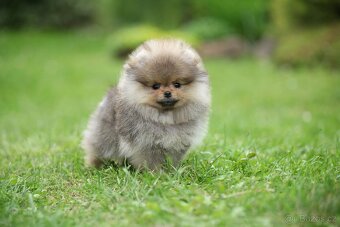 🐶 Nádherný pejsek pomeraniana – Orange sobolí barva 🧡 - 4