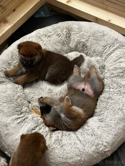 Shiba inu s PP k odběru - 4