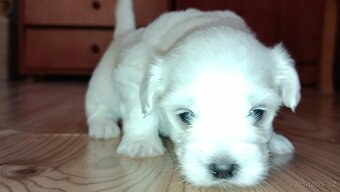 Maltézský psík/maltézáček (bez PP) - 4