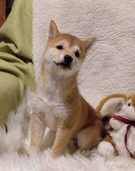 Shiba inu, štěňátko, fenečka bez PP. - 4