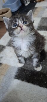 Mainská mývalí bez PP - 4