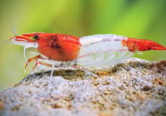 Prodej krevetek a doplňků - 4