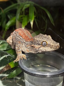 Pagekony hrbolkohlavý - Rhacodactylus auriculatus - 4