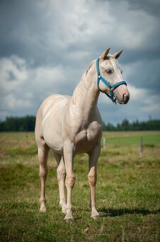 2024 QH/APHA hřebeček - 4