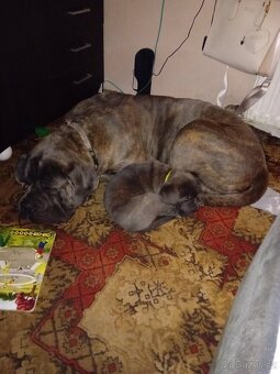 Daruji Cane Corso Spěchá - 4