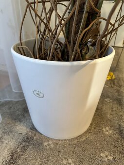 Pokojová MONSTERA s květináčem, výška cca 1,5m - 4