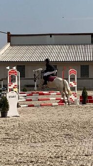 Prodám ponyho do sportu či k aktivnímu hobby - 4