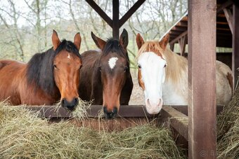 Ustájení koní - 4