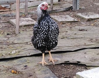 Kohouti Wyandotka - 4