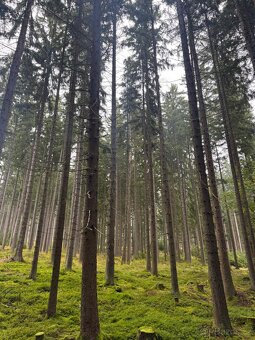 Prodám lesní pozemky v k.ú. Nicov - 4