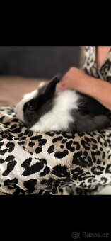 Zakrslí králíček - 4