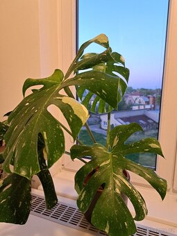 Monstera Thai Constellation - 4