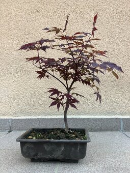 Bonsai, Bonsaj, japonský javor, skalky - 4