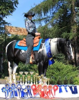 American Paint horse valach - 4