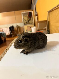 Prodám miminka morčat - 4