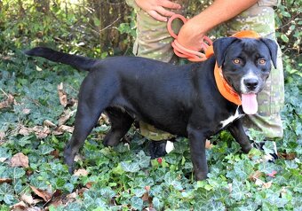 ADRIANA K ADOPCI - přátelská, umazlená, vděčná - 4