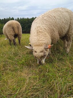 Letošní berani nejlépe na chov - 4