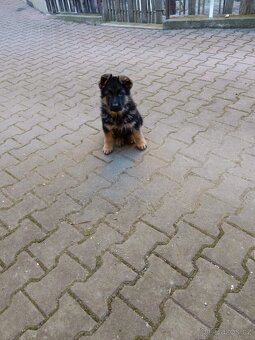 Německý ovčák - 4