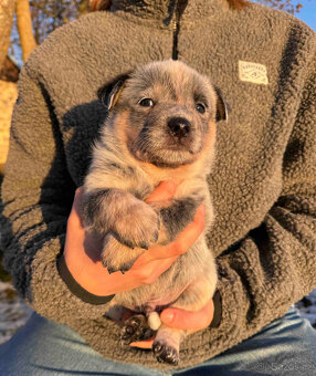 Australský honácký pes s PP - 4