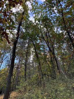 Prodej lesních pozemků v k.ú. Úlovice - 4