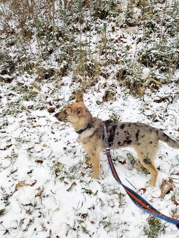 Daruji štěně 6 měsíců - 4