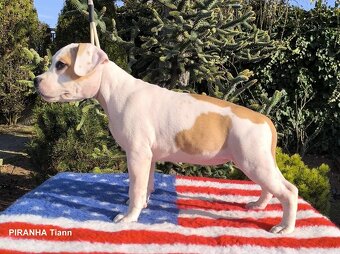 AMERICKÝ STAFORDŠÍRSKY TERIÉR s PP - 4