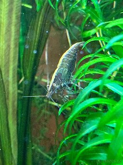 Krevetky Neocaridina - 4