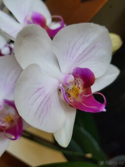 Phalaenopsis, zakořeněná odnož - 4