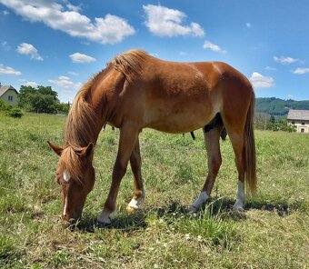 Dvouletý valach pony - 4
