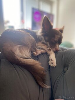 Hledám fenku pro krytí mého Dolceho jsem z Brna. - 4
