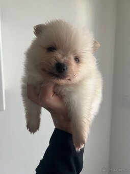 Pomeranian - německý špic - 4