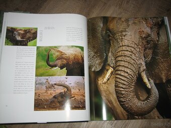 Mizející zvířata - 4