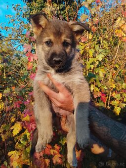 ŠTĚŇATA NĚMECKÝ OVČÁK - 4