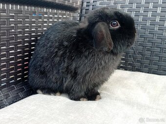 Volný Sameček - Anglický Zakrslý Beránek MiniLop🍑🧡 - 4