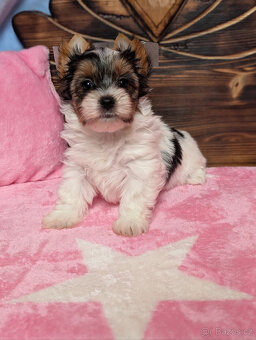 Biewer teriér s PP FCI fenka Daisy hledá domov plný lásky - 4