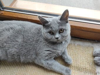 Britská koťata britské kotě - 4