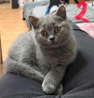 Britská koťata - 4
