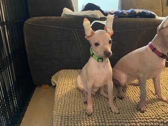 Peruánsky naháč malý - Anthoni - 4