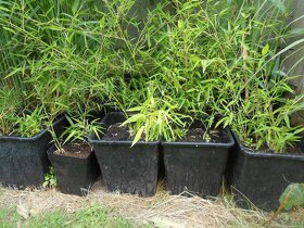 Bambus Vysočina, velky vyběr, ruzné druhy - 4