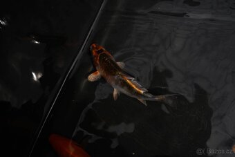 Koi Kapr - 4