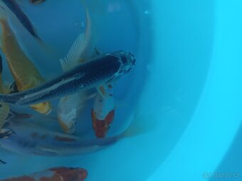 Koi kapr ,Karas zlatý,Karas shubunkin,závojnatka. - 4