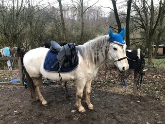 Pony - 4
