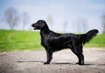 Flat Coated Retriever - pejsci s PP - 4