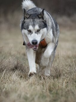 Kříženka husky x malamut - 4